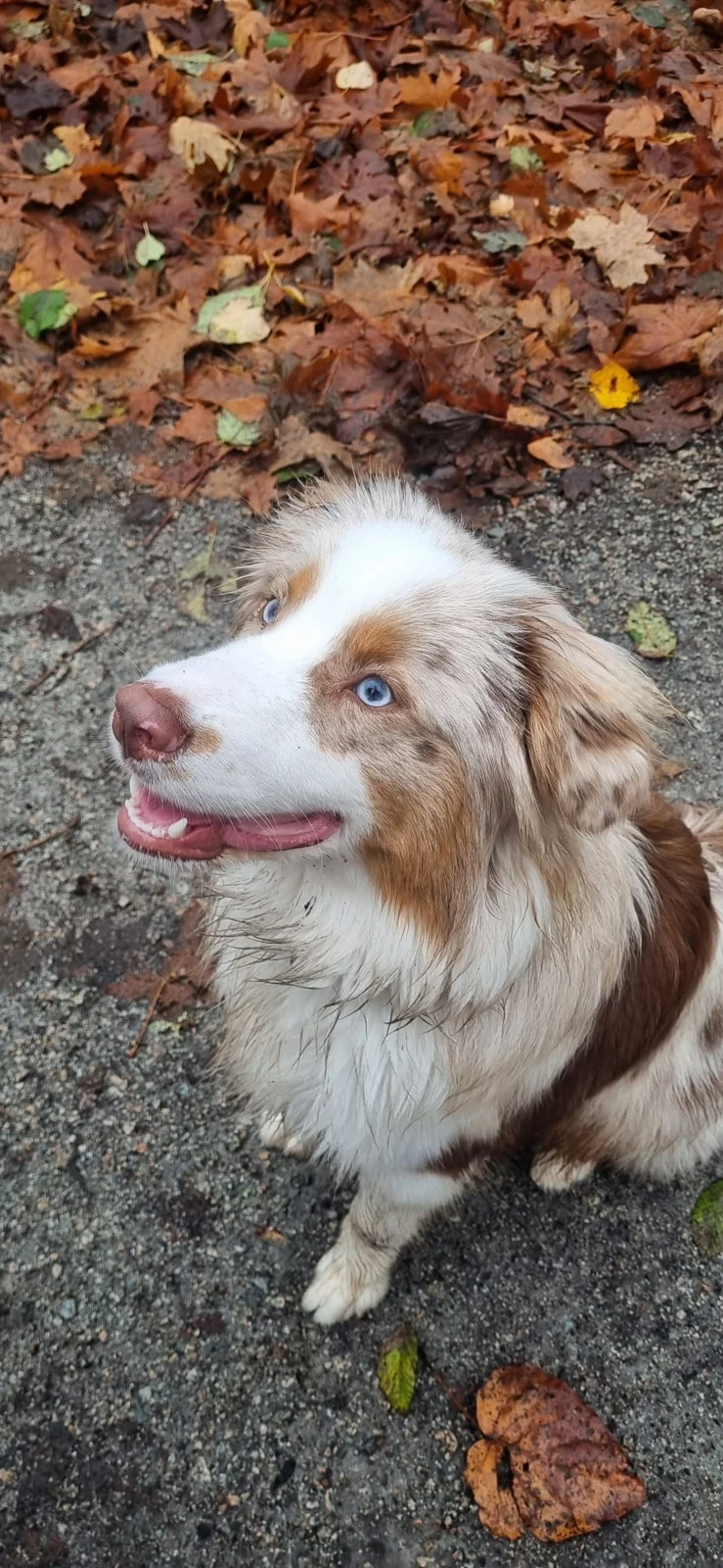 Bandit during Freedom Trails training