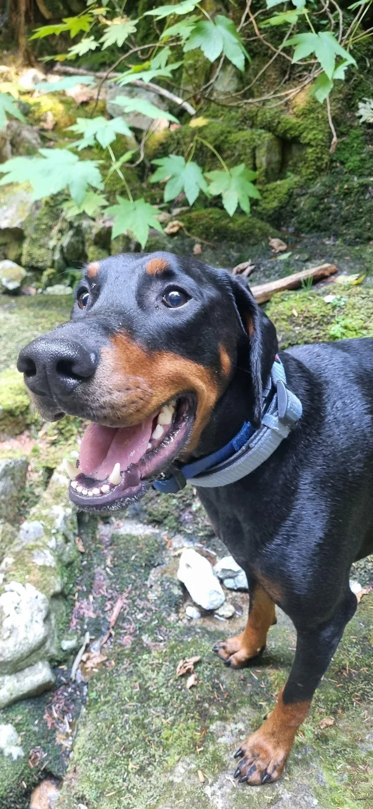 Blue, Agathe’s rescue Doberman, outdoors