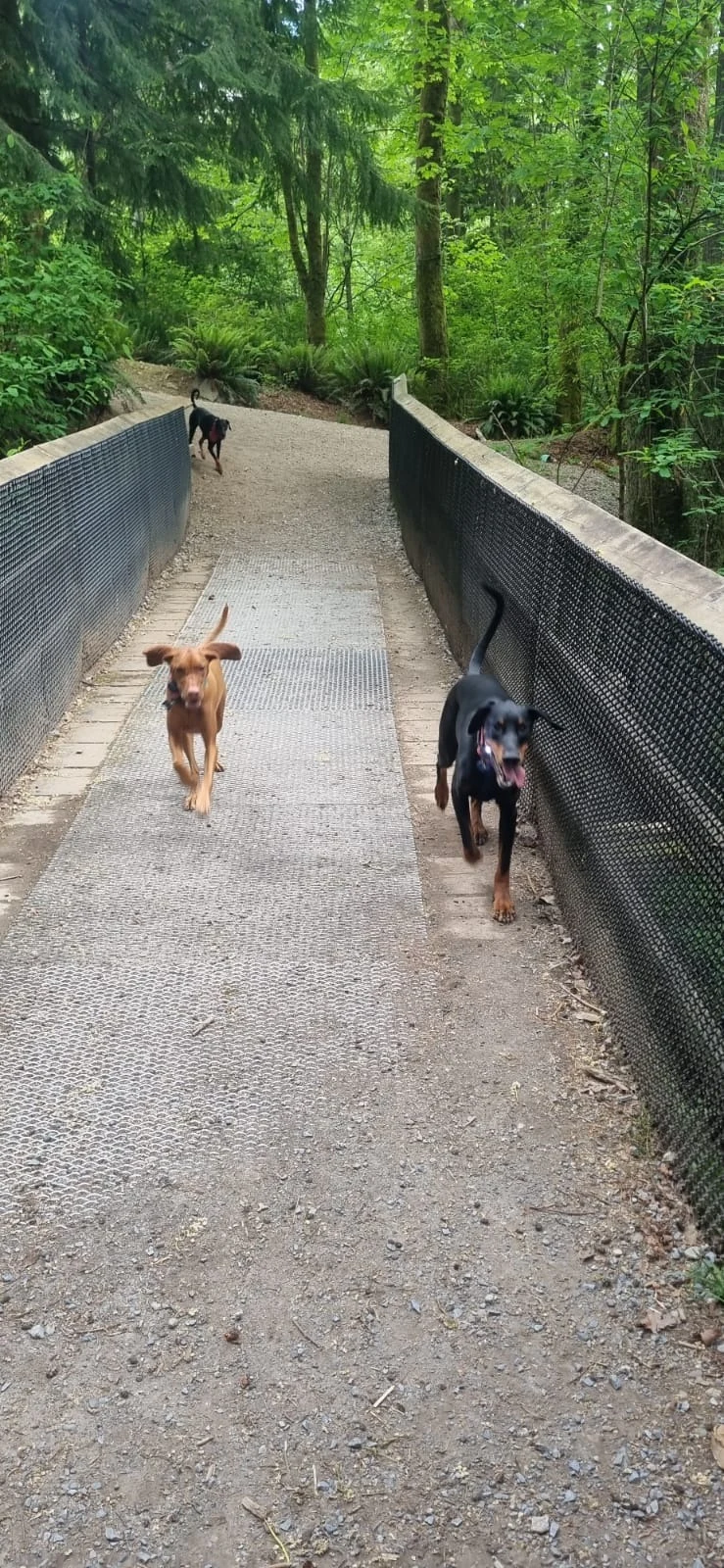 Nikki hiking off leash with California and Blue on a forest bridge