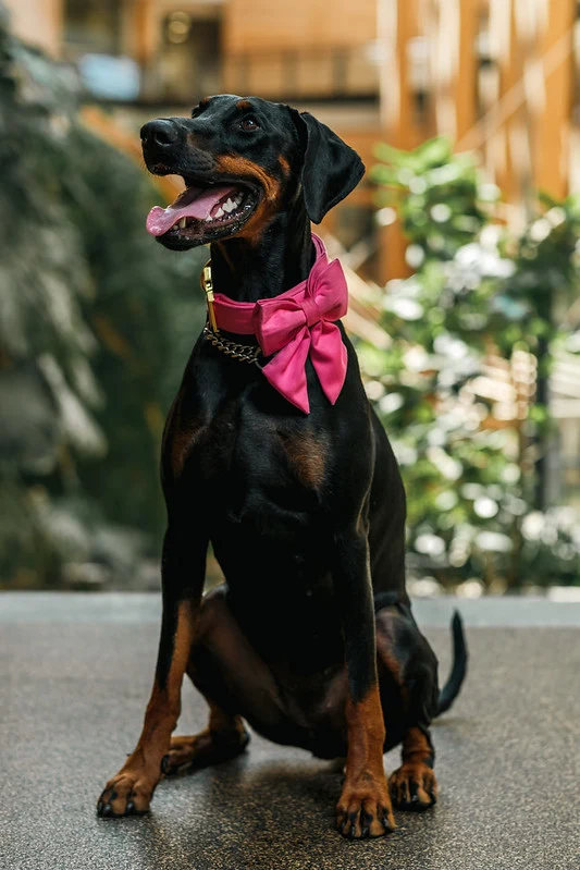 California sitting calmly wearing her pink bow