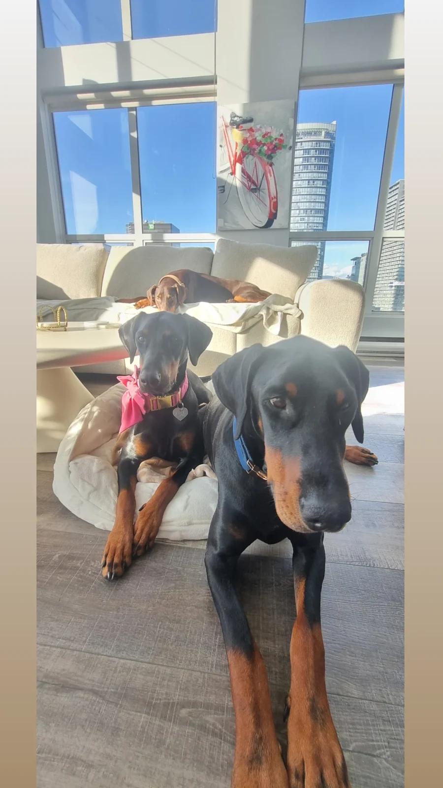 Agathe’s three Dobermans resting calmly at home