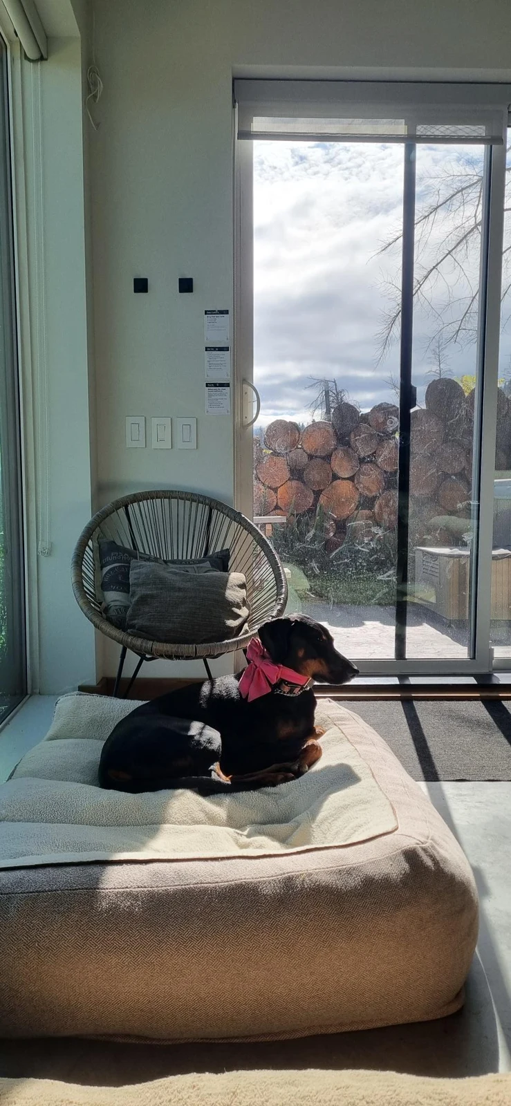 Young Dobermans settling on their beds at home