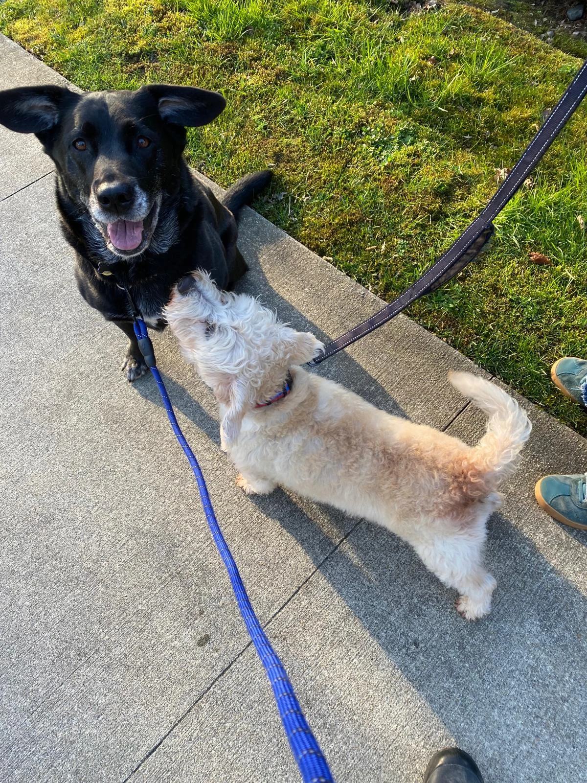 Maggie with another dog