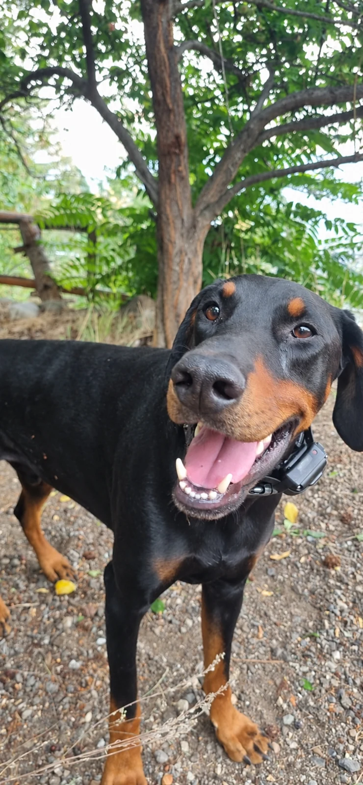 Blue, Agathe’s black and tan Doberman mentor