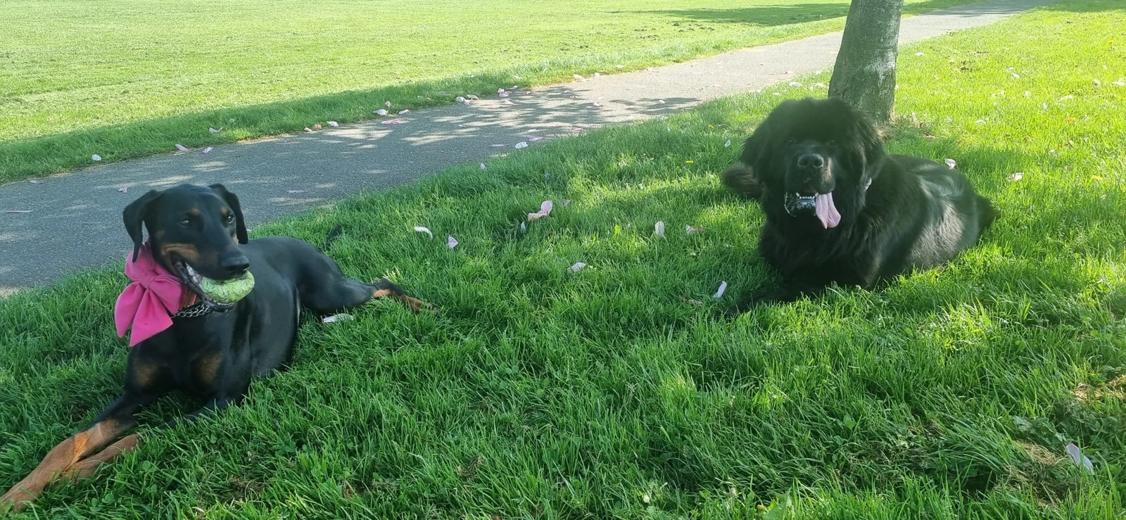 California and Nellie resting together during training