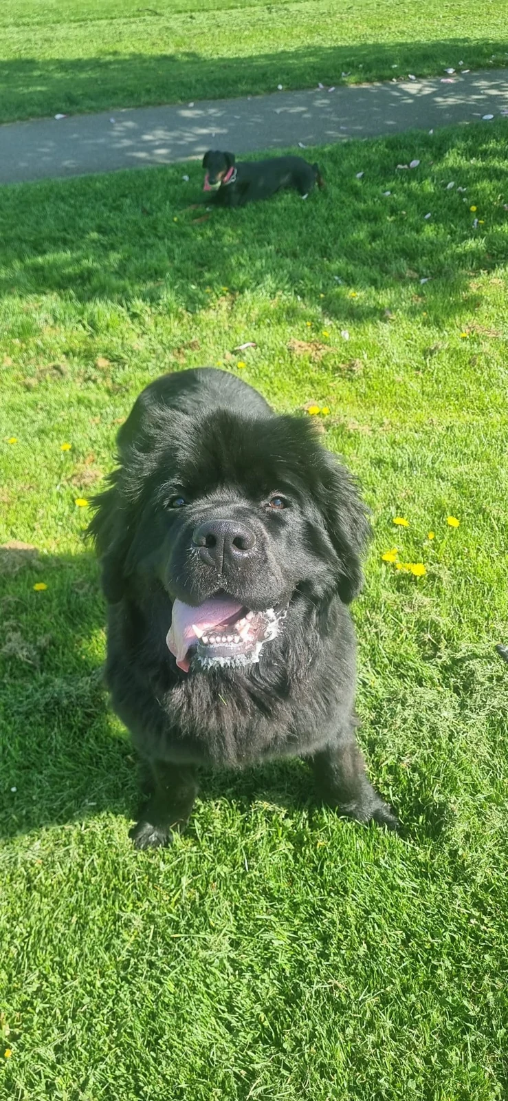Nellie the Newfoundland at one year old