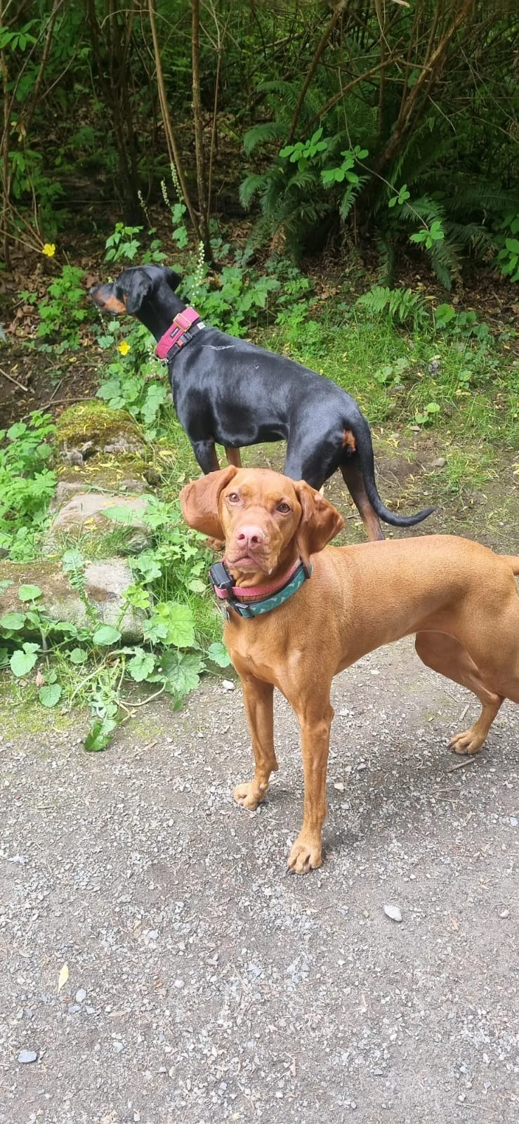 Nikki the Vizsla with California on the trail