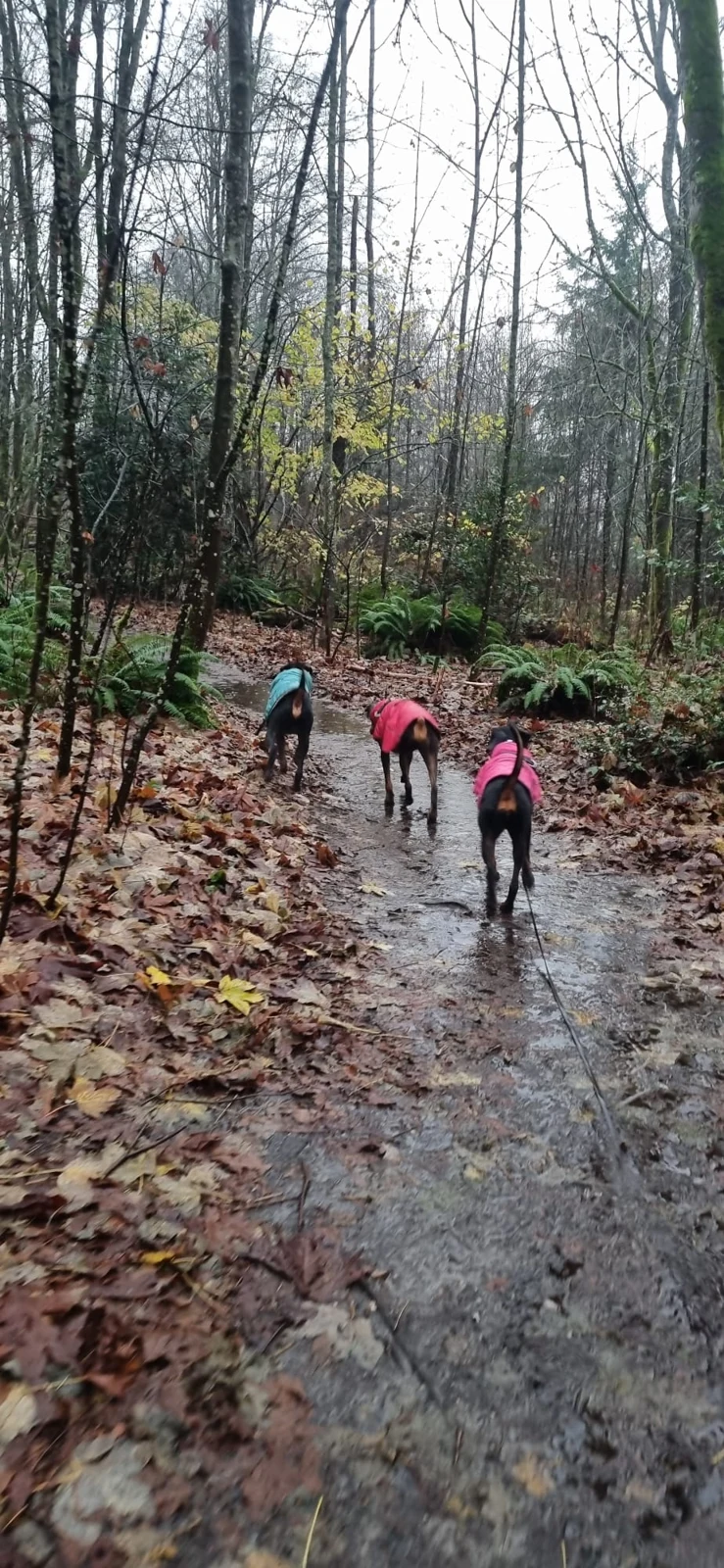 Dobie, California and Blue hiking a rainy forest trail in their coats