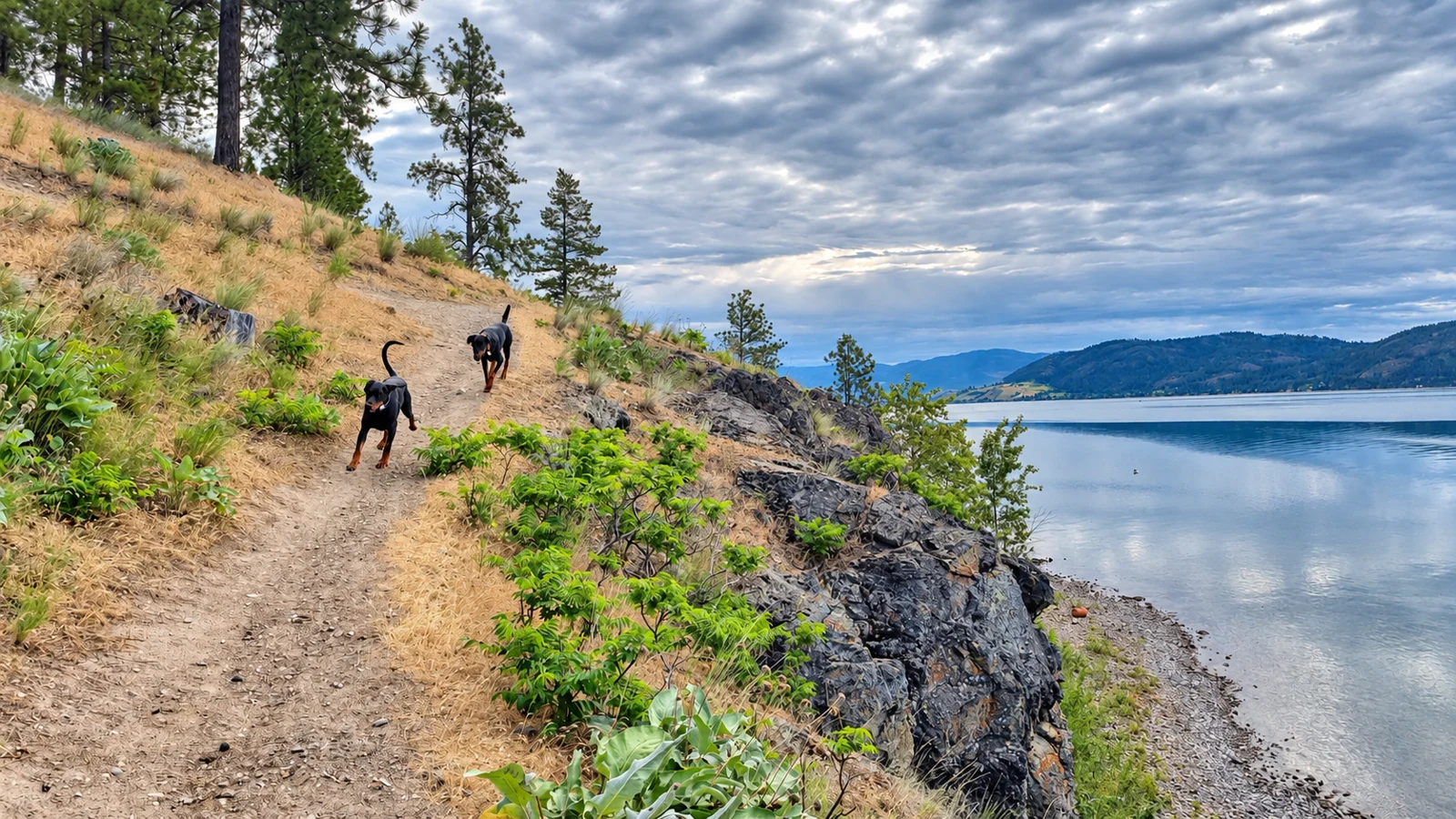 Agathe’s dogs exploring a lakeside trail