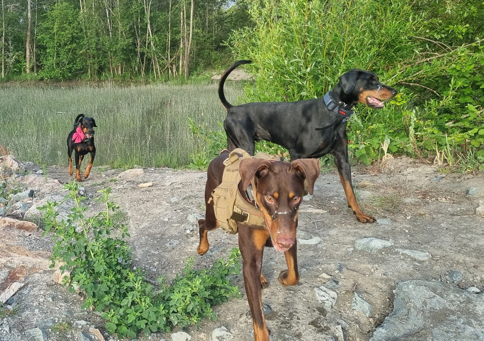 Dobie, California, and Blue enjoying an outdoor adventure